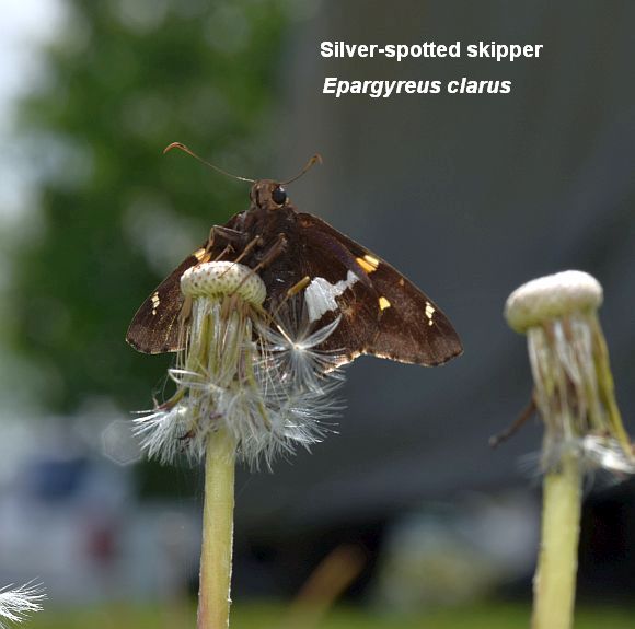 Silver-spotted skipper