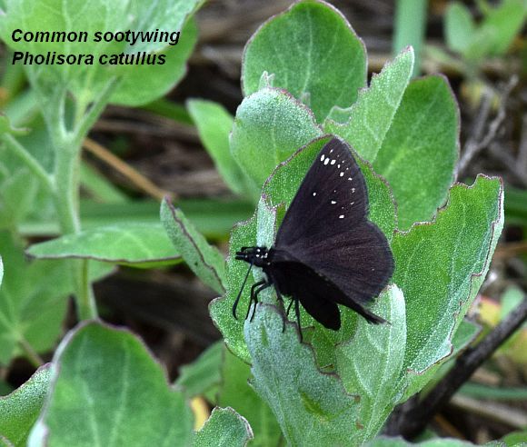 common sootywing 